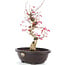 Acer palmatum Deshojo, 38 cm, ± 12 años