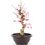 Acer palmatum Deshojo, 38 cm, ± 12 anni