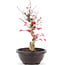 Acer palmatum Deshojo, 38 cm, ± 12 años