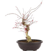 Acer palmatum Deshojo, 40 cm, ± 12 jaar oud