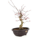 Acer palmatum Deshojo, 40 cm, ± 12 Jahre alt