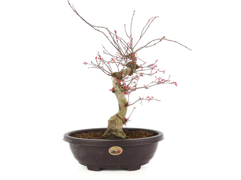 Acer palmatum Deshojo, 40 cm, ± 12 Jahre alt