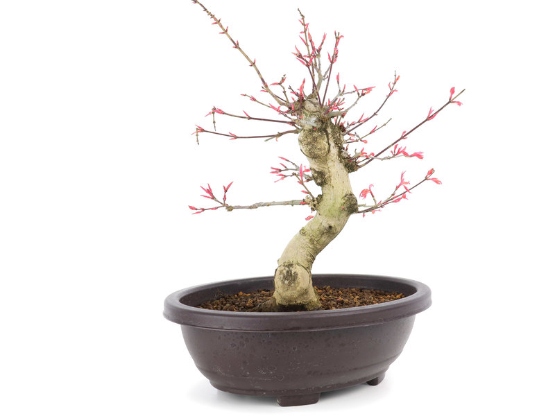 Acer palmatum Seigen, 31 cm, ± 12 jaar oud