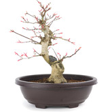 Acer palmatum Seigen, 28,5 cm, ± 12 jaar oud