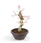 Acer palmatum Seigen, 34 cm, ± 12 Jahre alt
