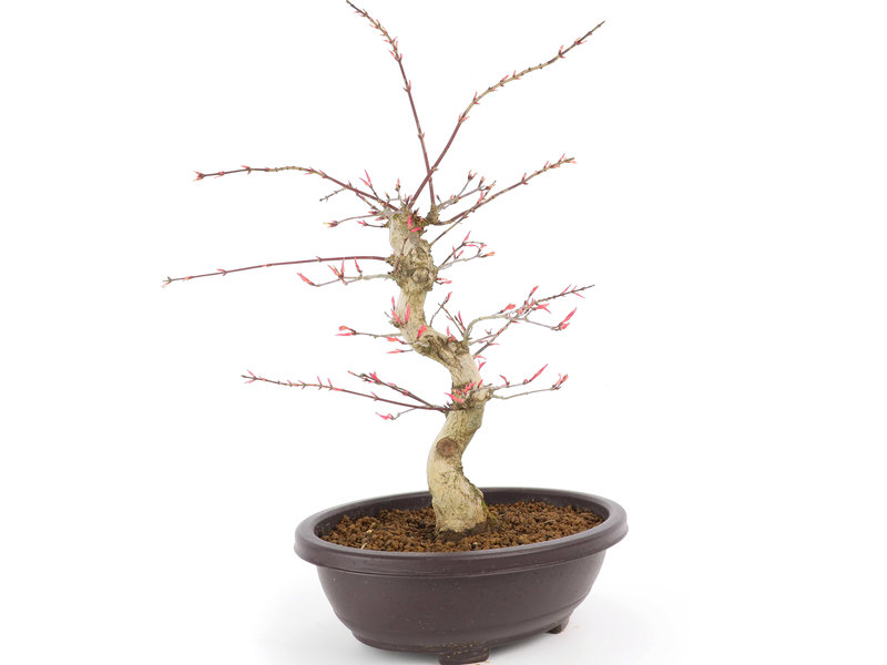Acer palmatum Seigen, 46 cm, ± 12 jaar oud
