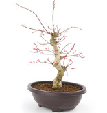 Acer palmatum Seigen, 46 cm, ± 12 Jahre alt