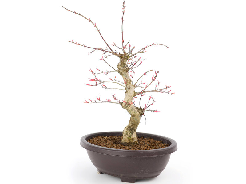 Acer palmatum Seigen, 46 cm, ± 12 Jahre alt