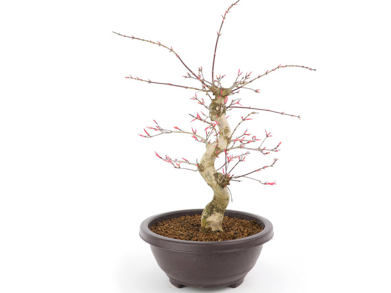 Acer palmatum Seigen, 46 cm, ± 12 jaar oud