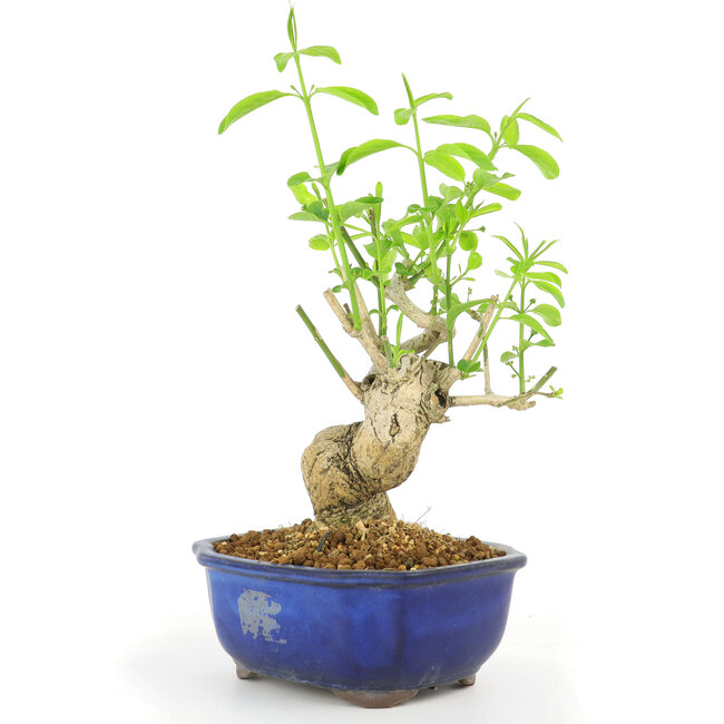 Euonymus alatus, 28 cm, ± 10 ans