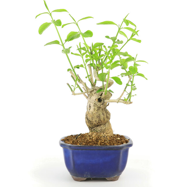 Euonymus alatus, 28 cm, ± 10 ans