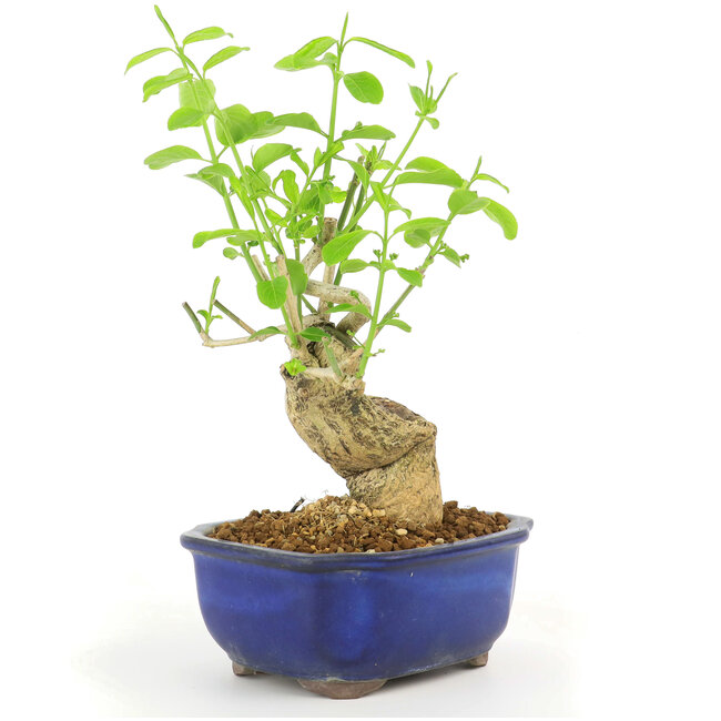 Euonymus alatus, 28 cm, ± 10 ans