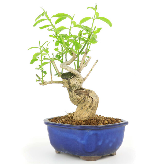 Euonymus alatus, 28 cm, ± 10 ans