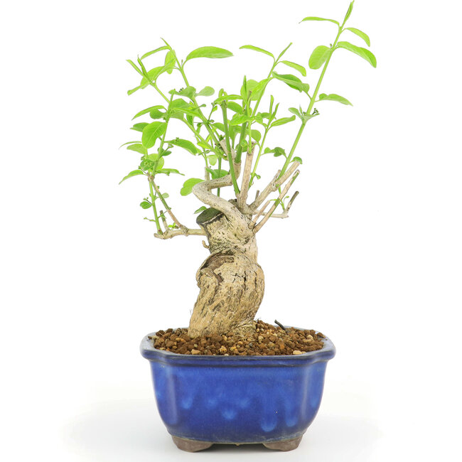 Euonymus alatus, 28 cm, ± 10 ans