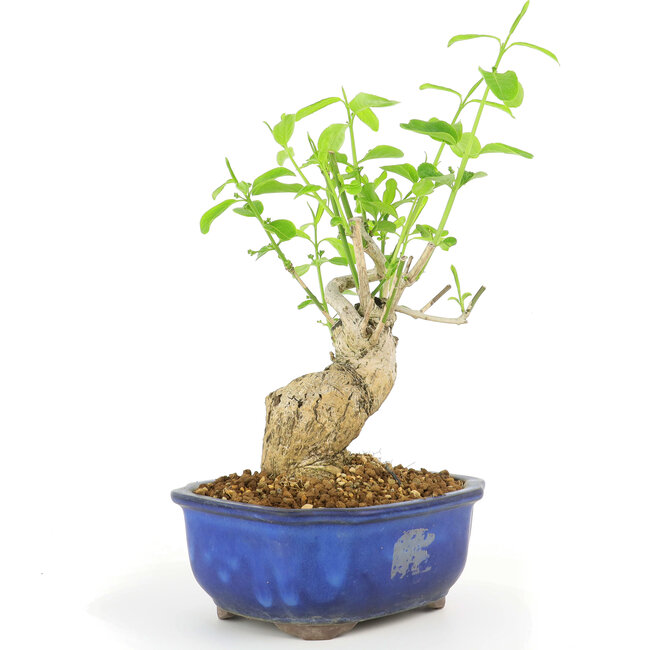 Euonymus alatus, 28 cm, ± 10 ans