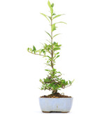 Gardenia jasminoides Kutinashi, 29,5 cm, ± 12 jaar, in gebarsten pot