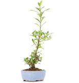Gardenia jasminoides Kutinashi, 29,5 cm, ± 12 jaar, in gebarsten pot