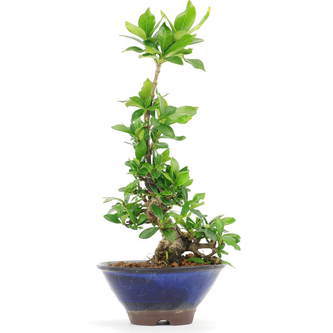 Gardenia jasminoides Kutinashi, 18,5 cm, ± 12 ans