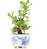 Gardenia jasminoides Kutinashi, 15 cm, ± 12 Jahre alt