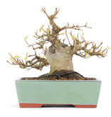 Acer buergerianum, 13 cm, ± 15 Jahre alt