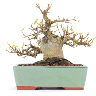 Acer buergerianum, 13 cm, ± 15 ans