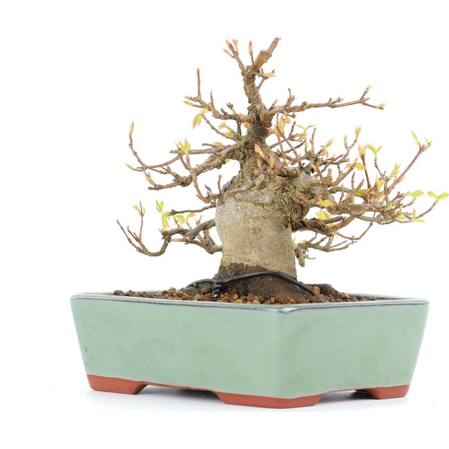 Acer buergerianum, 13 cm, ± 15 years old