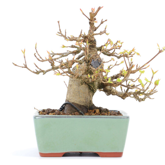 Acer buergerianum, 13 cm, ± 15 jaar oud