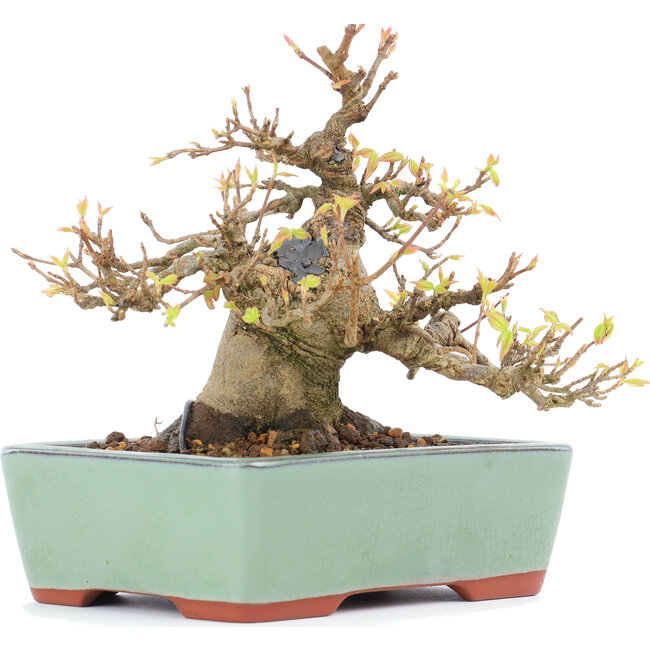 Acer buergerianum, 13 cm, ± 15 jaar oud