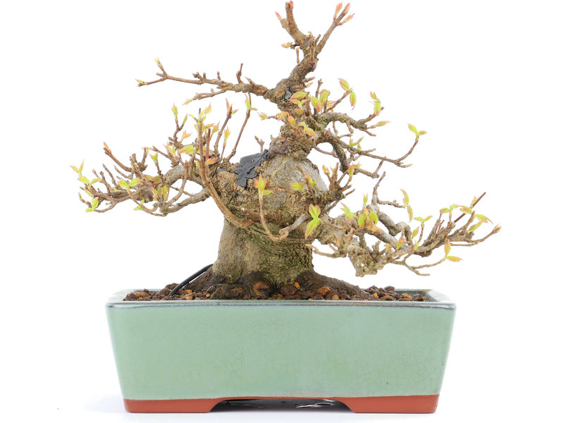 Acer buergerianum, 13 cm, ± 15 jaar oud