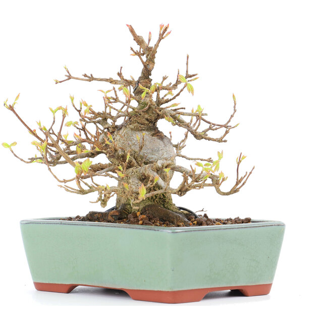 Acer buergerianum, 13 cm, ± 15 jaar oud