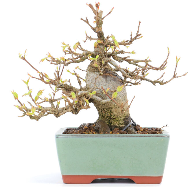 Acer buergerianum, 13 cm, ± 15 years old