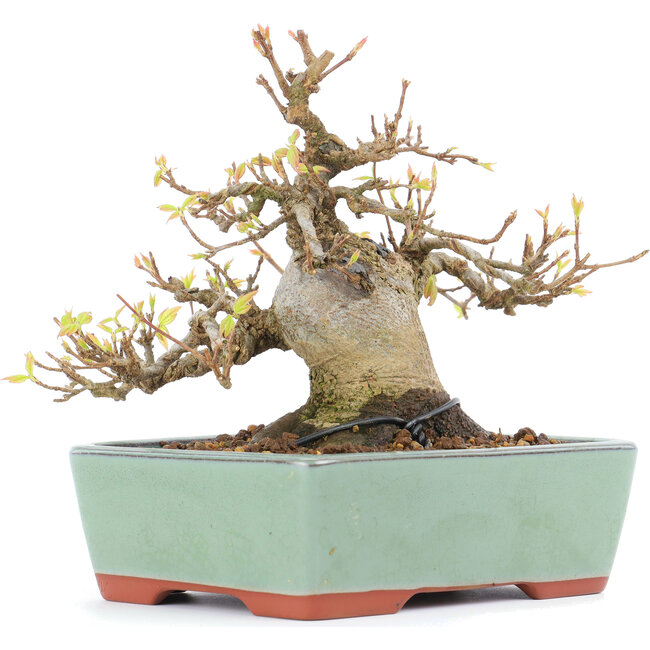 Acer buergerianum, 13 cm, ± 15 years old