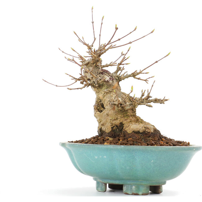 Acer buergerianum, 18 cm, ± 20 years old