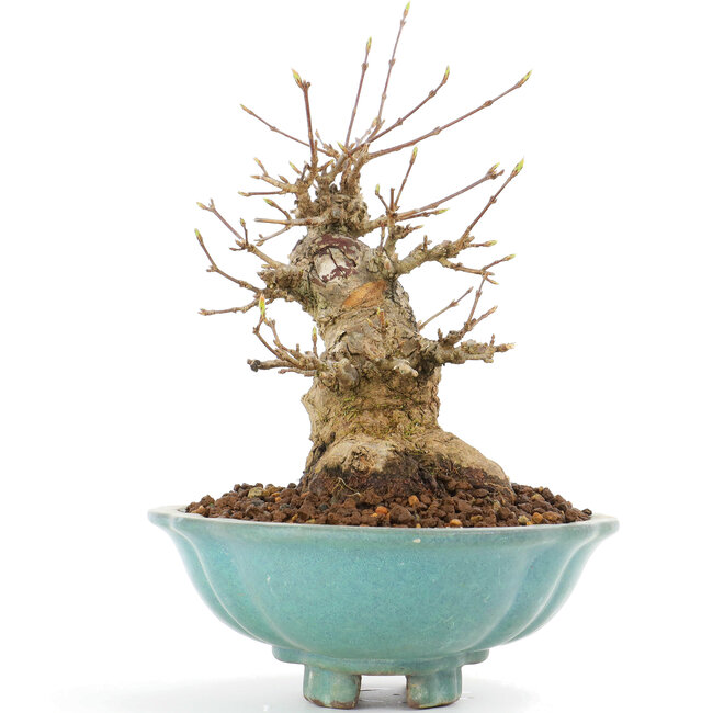 Acer buergerianum, 18 cm, ± 20 Jahre alt