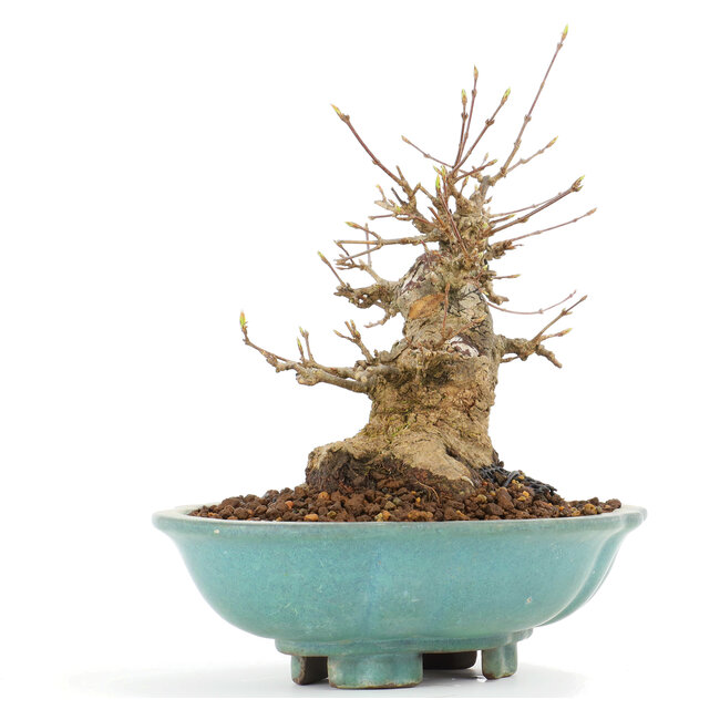 Acer buergerianum, 18 cm, ± 20 Jahre alt