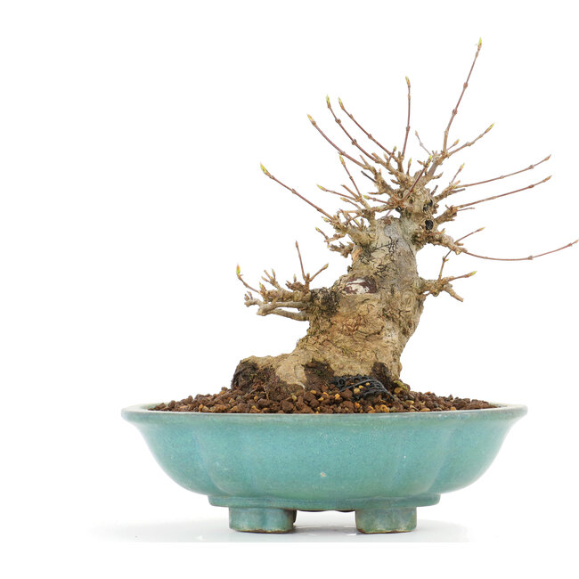 Acer buergerianum, 18 cm, ± 20 years old