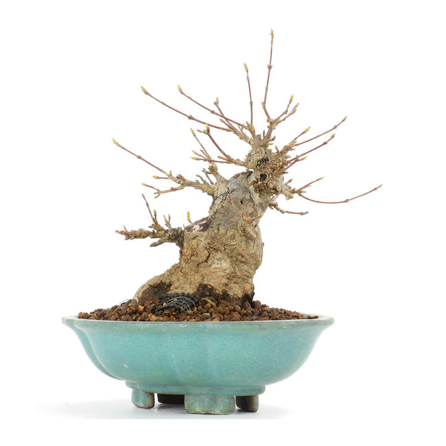 Acer buergerianum, 18 cm, ± 20 years old