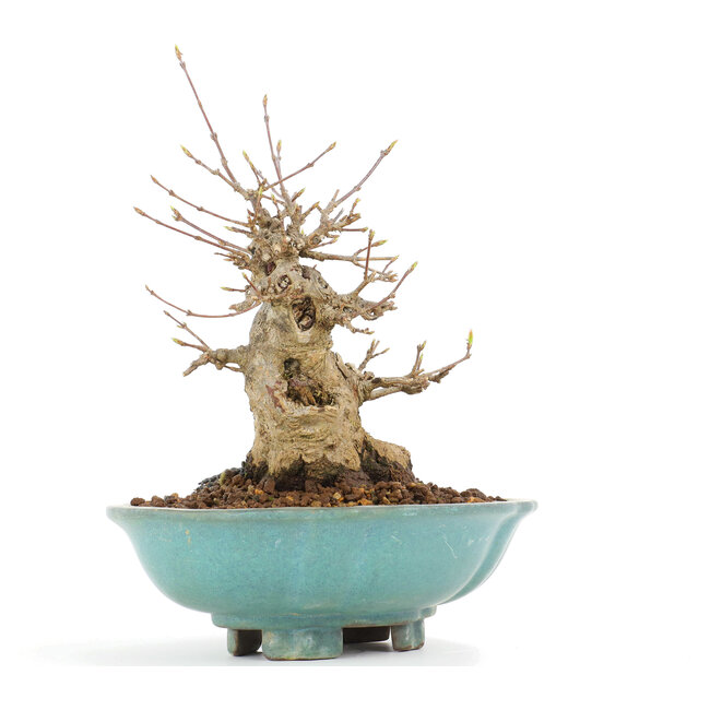 Acer buergerianum, 18 cm, ± 20 years old