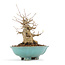 Acer buergerianum, 18 cm, ± 20 ans