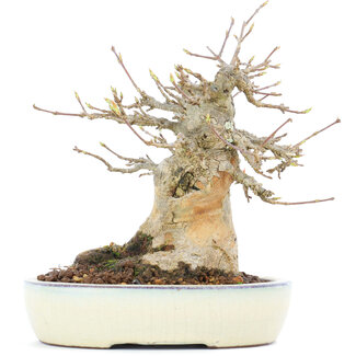 Acer buergerianum, 15,5 cm, ± 20 jaar oud