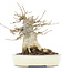 Acer buergerianum, 15,5 cm, ± 20 jaar oud