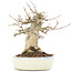 Acer buergerianum, 15,5 cm, ± 20 years old