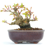 Acer palmatum, 9 cm, ± 12 jaar oud