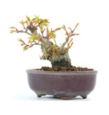 Acer palmatum, 9 cm, ± 12 Jahre alt