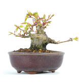 Acer palmatum, 9 cm, ± 12 Jahre alt