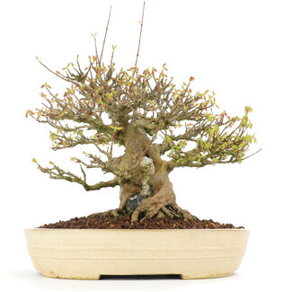 Acer buergerianum, 38 cm, ± 30 jaar oud