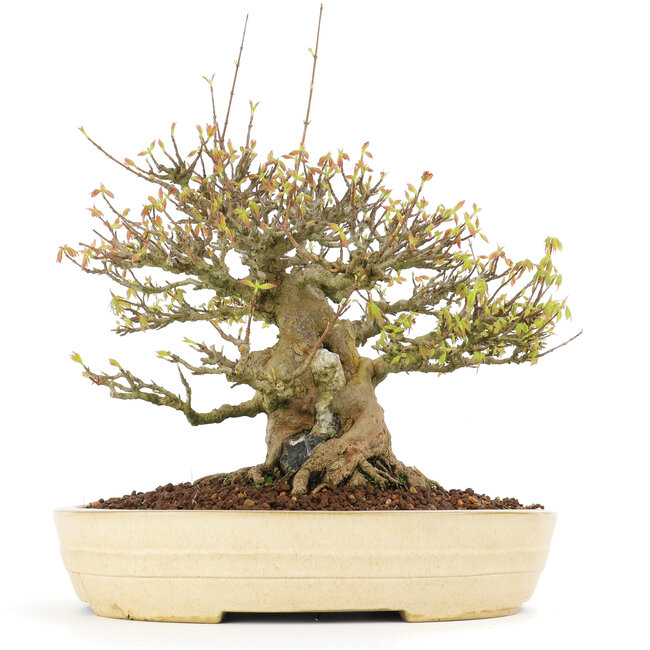 Acer buergerianum, 38 cm, ± 30 anni