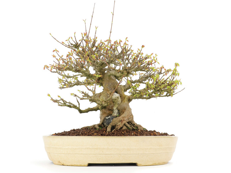 Acer buergerianum, 38 cm, ± 30 Jahre alt