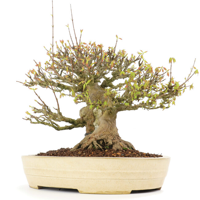 Acer buergerianum, 38 cm, ± 30 years old