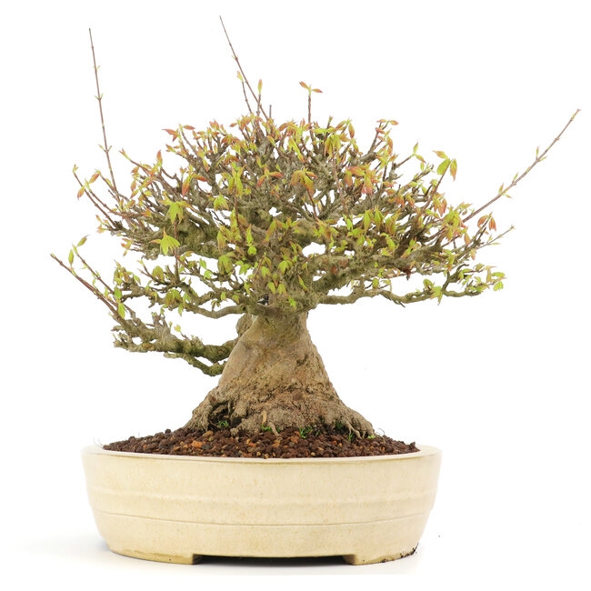 Acer buergerianum, 38 cm, ± 30 years old